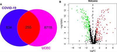 Medical Significance of Uterine Corpus Endometrial Carcinoma Patients Infected With SARS-CoV-2 and Pharmacological Characteristics of Plumbagin